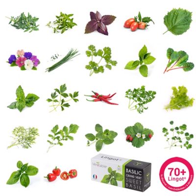 Lingot® Basilic fin vert Bio pour potager Véritable®