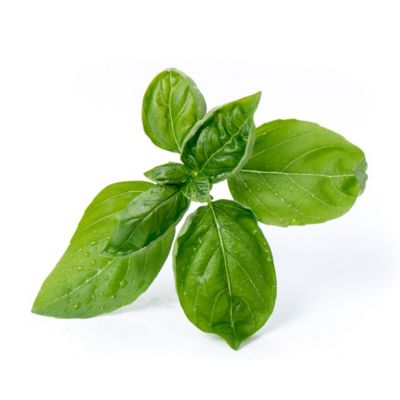 Lingot® Basilic grand vert Bio pour potager Véritable®
