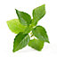 Lingot® Basilic thaï Bio pour potager Véritable®