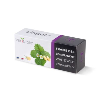 Lingot® Fraise des bois blanches pour potager Véritable®