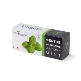 Lingot® Menthe marocaine pour potager Véritable®