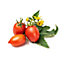 Lingot® Mini tomate rouge pour potager Véritable®