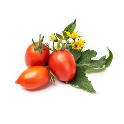 Lingot® Mini tomate rouge pour potager Véritable®