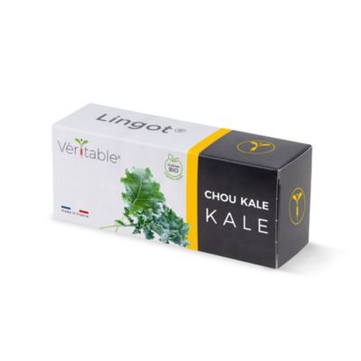 Lingot® pour potager d'intérieur Véritable® variété "Chou kale bio" plantation toute l'année