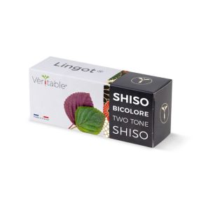 Lingot® pour potager d'intérieur Véritable® variété "Shiso bicolore" plantation toute l'année