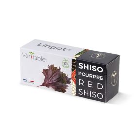 Lingot® pour potager d'intérieur Véritable® variété "Shiso pourpre bio" plantation toute l'année