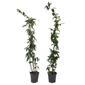 Lonicera henryi 'Beauté du cuivre' - Lot de 2 - Chèvrefeuille - Hauteur 110cm