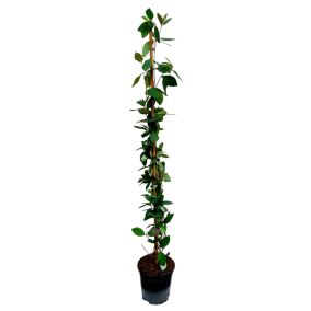 Lonicera x Heckrotti 'Beauté américaine' - Pot 17cm - Hauteur 110-120cm