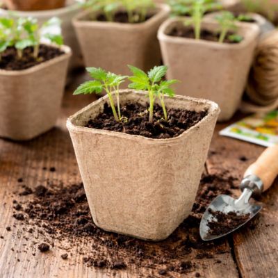 Lot de 24 pots de semis carrés - Diamètre 8 cm pour jardinage