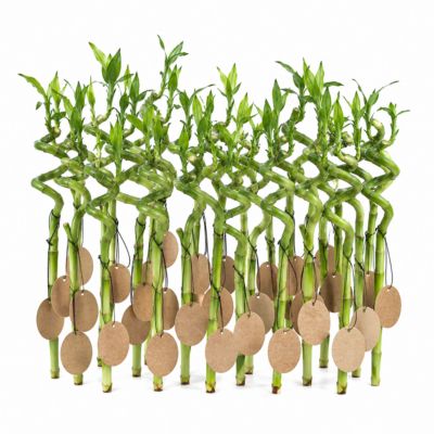 Lucky Bamboo Lot de 30 avec Cartes - Dracaena Sanderiana - Cadeau 40-45 cm