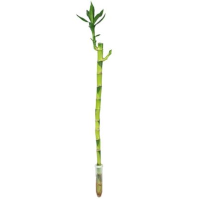 Lucky Bambou tige droite, dans un tube - plante d'intérieur facile d'entretien, Dracaena Sanderiana - hauteur env. 50 cm