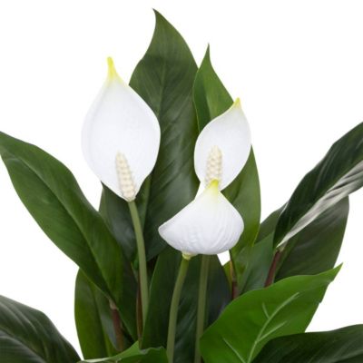 Lys artificiel H54 cm - Atmosphera