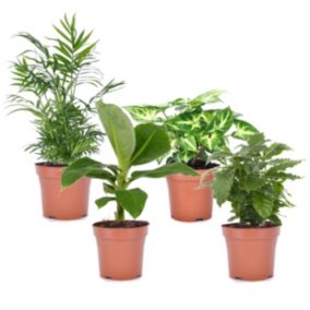 Mélange de 4 plantes d'intérieur - Pot 12cm - Hauteur 25-40cm