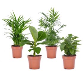 Mélange de plantes d'intérieur 'Branché'- Pot 12cm - Hauteur 25-40cm