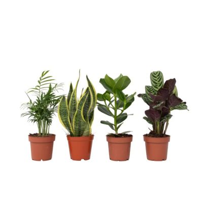 Mélange de plantes faciles dentretien - Set de 4 - Hauteur 25-40cm - Pot 12cm