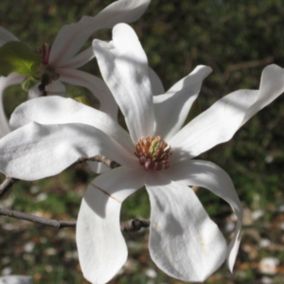 Magnolia x loebneri 'Merrill' - Magnolia loebneri 'Merrill'  - 50-60 cm pot