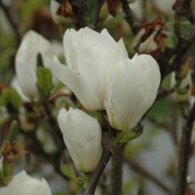 Magnolia x soulangiana - Magnolia soulangiana 'Alba Superba'  - 50-60 cm pot