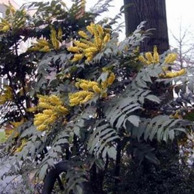 Mahonia du Japon 'Bealei' - Mahonia Japonica - Bealei  - 50- 60 cm pot
