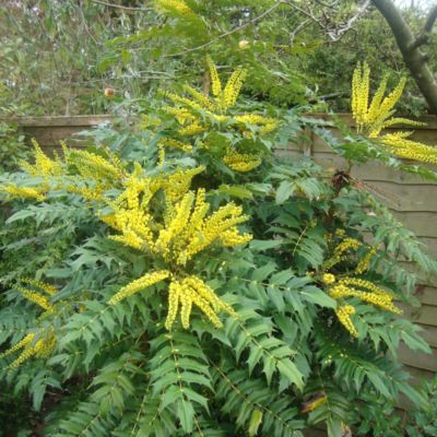 Mahonia du Japon 'Bealei' - Mahonia Japonica - Bealei  - 50- 60 cm pot