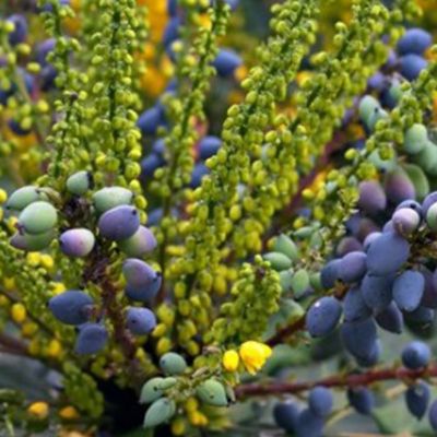 Mahonia media 'Charity' - 60-80 cm pot