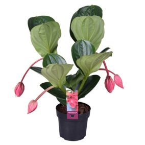 Medinilla Magnifica 'Flamenco' - Plante d'intérieur - Pot14cm - Hauteur 45-55cm