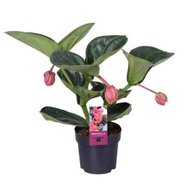 Medinilla Magnifica 'Lambada' - Plante d'intérieur - Pot14cm - Hauteur 40-50cm