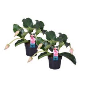 Medinilla Magnifica - Set de 2 - Pot 17cm - Hauteur 40-50cm