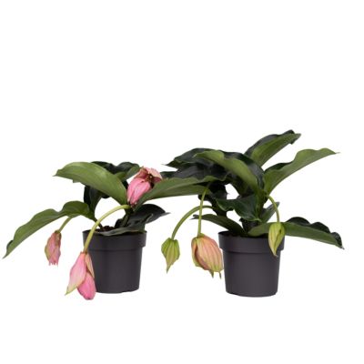 Medinille magnifique - Set de 2 - Medinilla magnifica - Hauteur 40-50cm - Pot 17cm