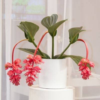Medinille magnifique - Set de 2 - Medinilla magnifica - Hauteur 40-50cm - Pot 17cm