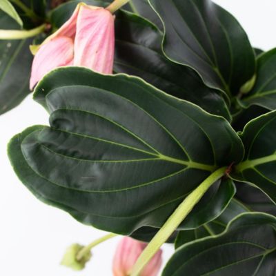 Medinille magnifique - Set de 2 - Medinilla magnifica - Hauteur 40-50cm - Pot 17cm