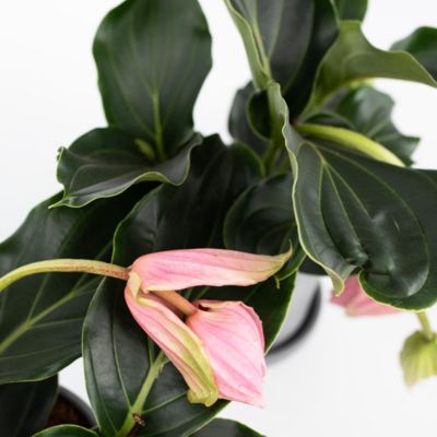 Medinille magnifique - Set de 2 - Medinilla magnifica - Hauteur 40-50cm - Pot 17cm