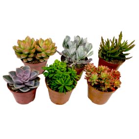 Mini Succulent - Mélange de 6 - Pot 5,5cm - Hauteur 5-10cm