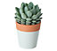 Mini-succulente, assortiment, pot en céramique bicolore 5,5cm