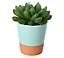 Mini-succulente, assortiment, pot en céramique bicolore 5,5cm