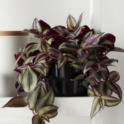 mis-re-violette-en-pot-plastique-12cm