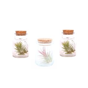 Mix de 3 Tillandsia - Plantes d'ambiance dans une bouteille