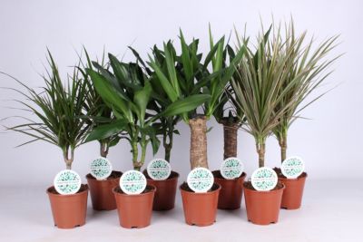 Mix palmiers décoratifs Floréac ⌀.14 cm