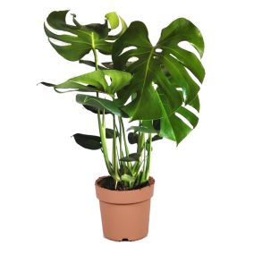 Monstera deliciosa - Hauteur 70-80cm - Plante Gruyère - Pot 21cm