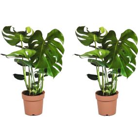 Monstera deliciosa - Hauteur 70-80cm - Set de 2 -  Plante Gruyère - Pot 21cm