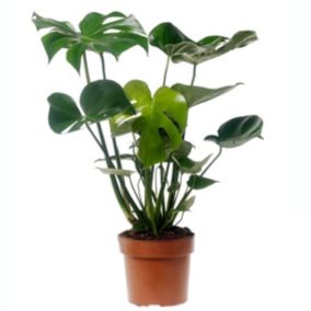 Monstera Deliciosa - plante d'appartement - Pot 17cm - Hauteur 50-60cm