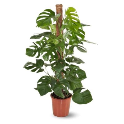 Monstera deliciosa - plante trouée avec tuteur - purificateur d'air - hauteur 110-120 cm - diamètre 22 cm - plante d'intérieur