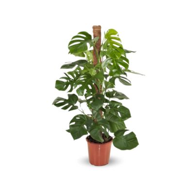 Monstera deliciosa - plante trouée avec tuteur - purificateur d'air - hauteur 90-100 cm - diamètre 19 cm - plante d'intérieur