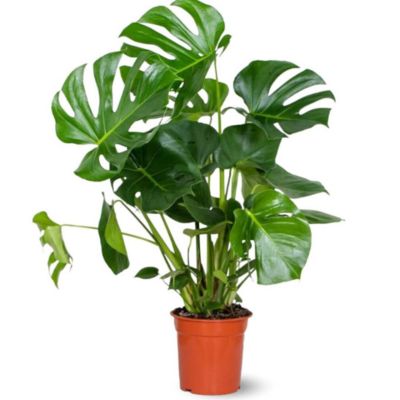 Monstera deliciosa - plante trouée - purificateur d'air - hauteur 80-90 cm - diamètre 21 cm - plante d'intérieur