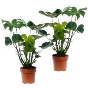 Monstera Deliciosa - Set de 2 - Pot 17cm - Hauteur 50-60cm