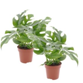 Monstera Minima - Set de 2 - Pot 12cm - Hauteur 20-30cm