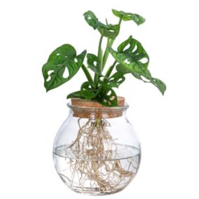 Monstera Monkey Mask en verre - Hydroponique -Plante dans l'eau