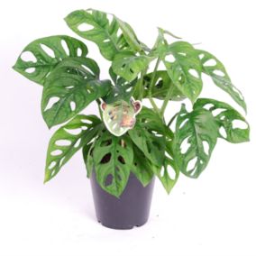 Monstera Monkey-Mask - Pot 12cm - Hauteur 20-30cm