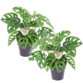 Monstera Monkey-Mask - Set de 2 - Pot 12cm - Hauteur 20-30cm