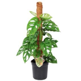 Monstera Monkey Mask - Sur Tige - Pot 16cm - Hauteur 60-70cm