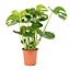 Mostera plante à pot polypropylène 21cm x H.70 cm
